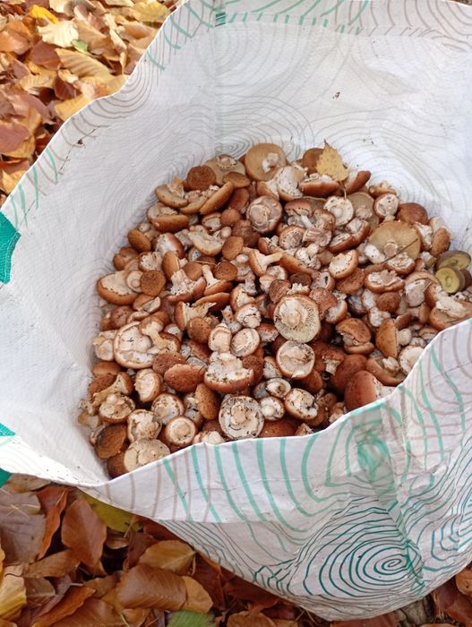 Grzyby Opieńki z czystych terenów leśnych