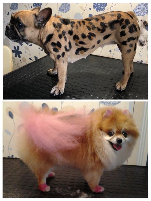 Груминг, стрижка собак