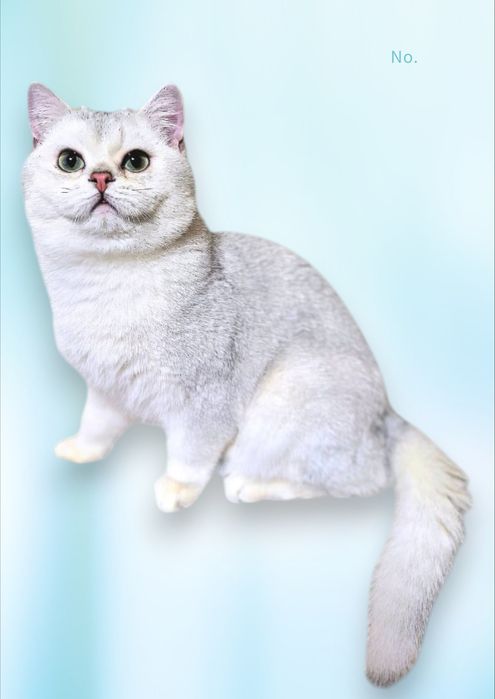 Срібляста шиншила