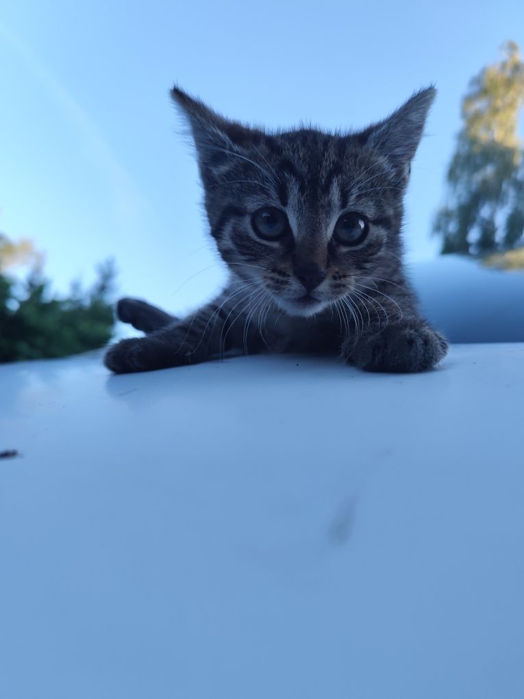 Oddam koty bez umowy adopcyjnej