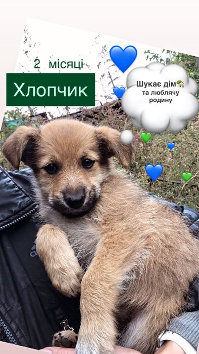 Цуценята в добрі руки