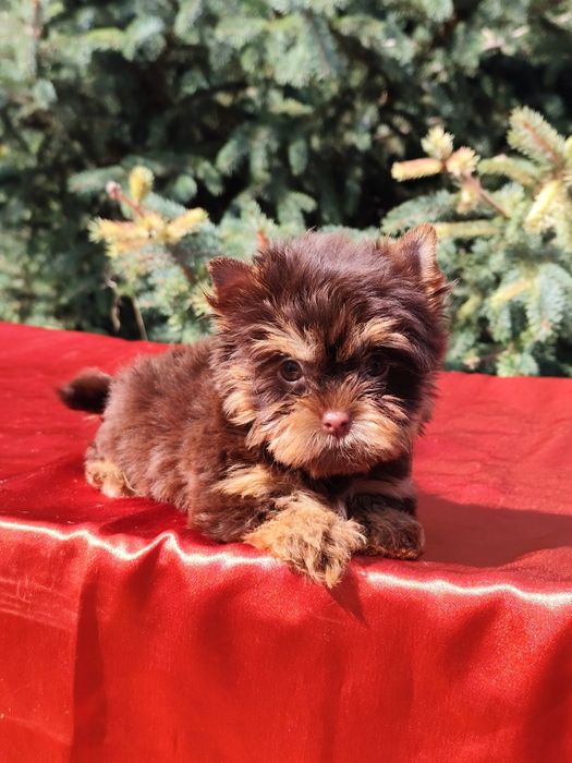 Дівчинка міні Йорк шоколадно-підпала