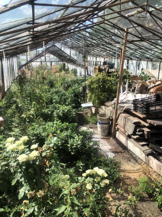 Теплиця теплиці для декоративних рослин квітів