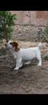 Jack Russell Terier !