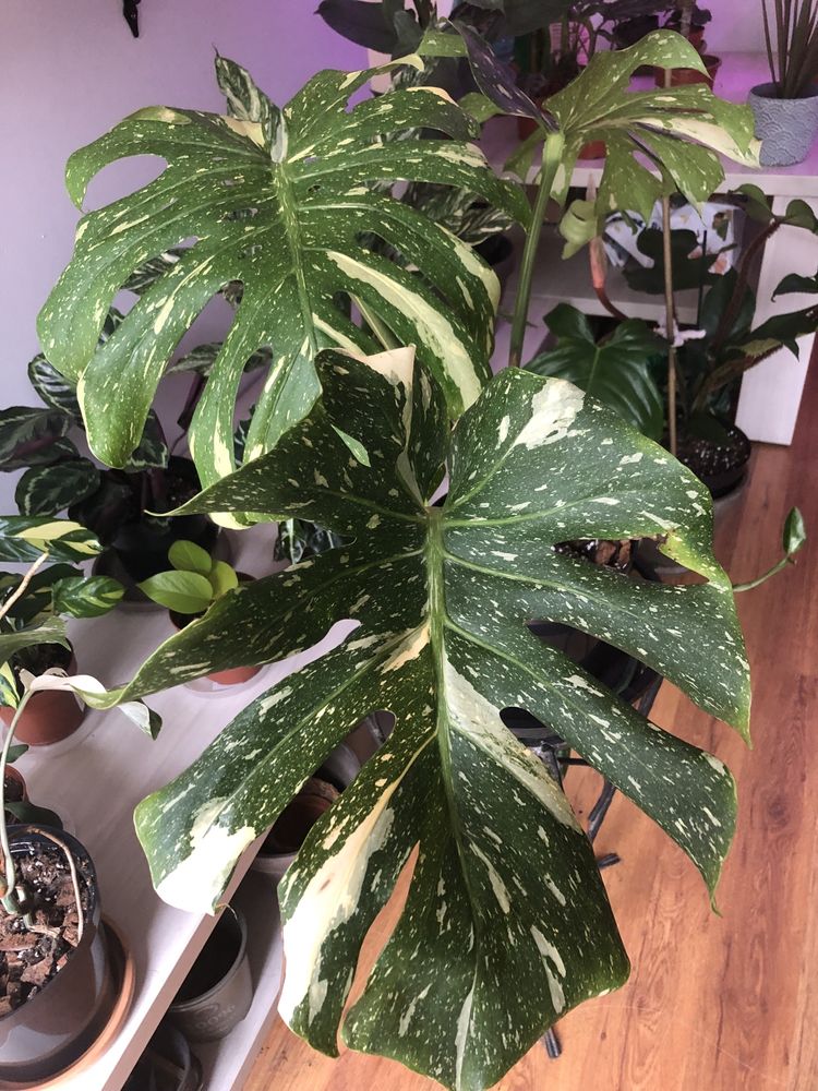 Monstera Thai Constellation  Big Form