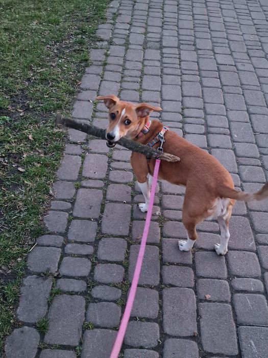 Домашня перетримка собак у Києві, dog sitter