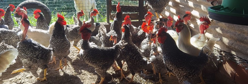 Frango/Galo pedrês portuguêsa