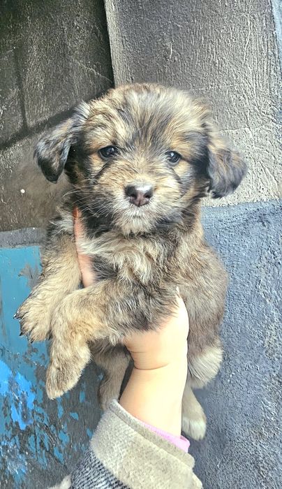 Szczeniaki do oddania