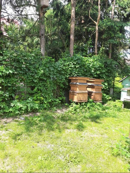 Sprzedam rodziny pszczele