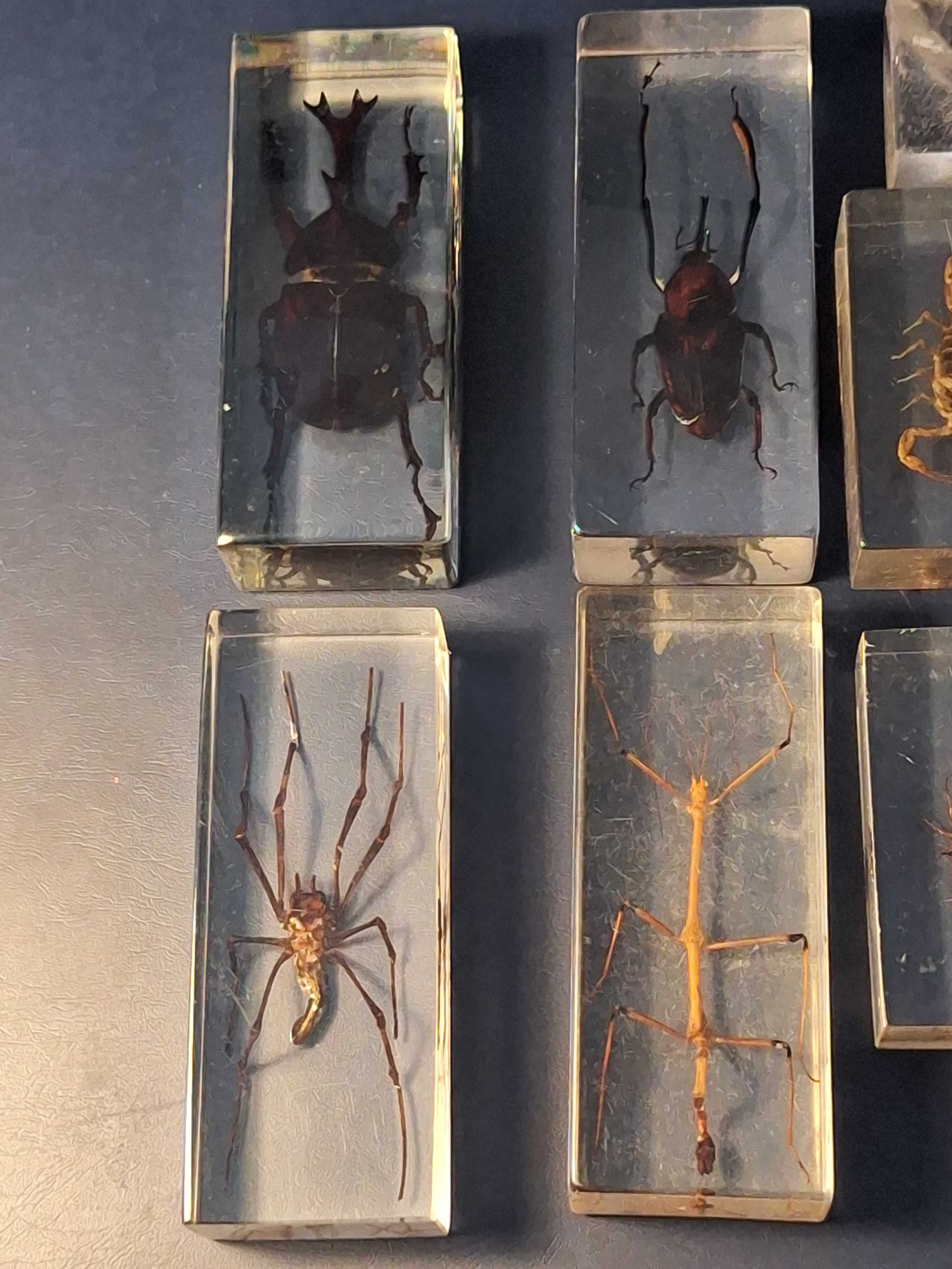 Animais de colecção