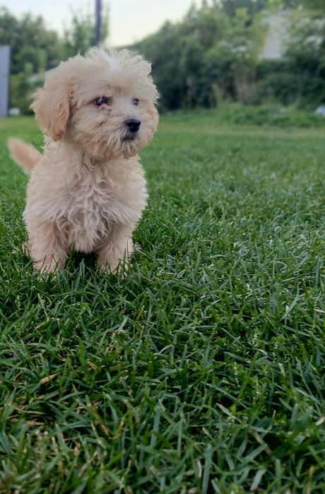 Maltipoo  piesek młody