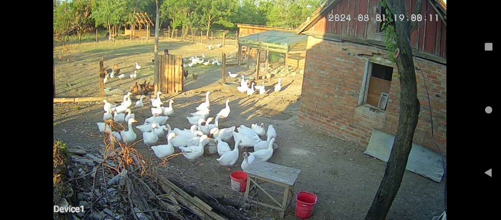 Домашня птиця до вашого столу!