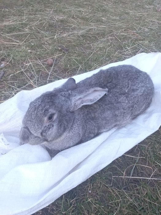 Кролики, чистокровні породи