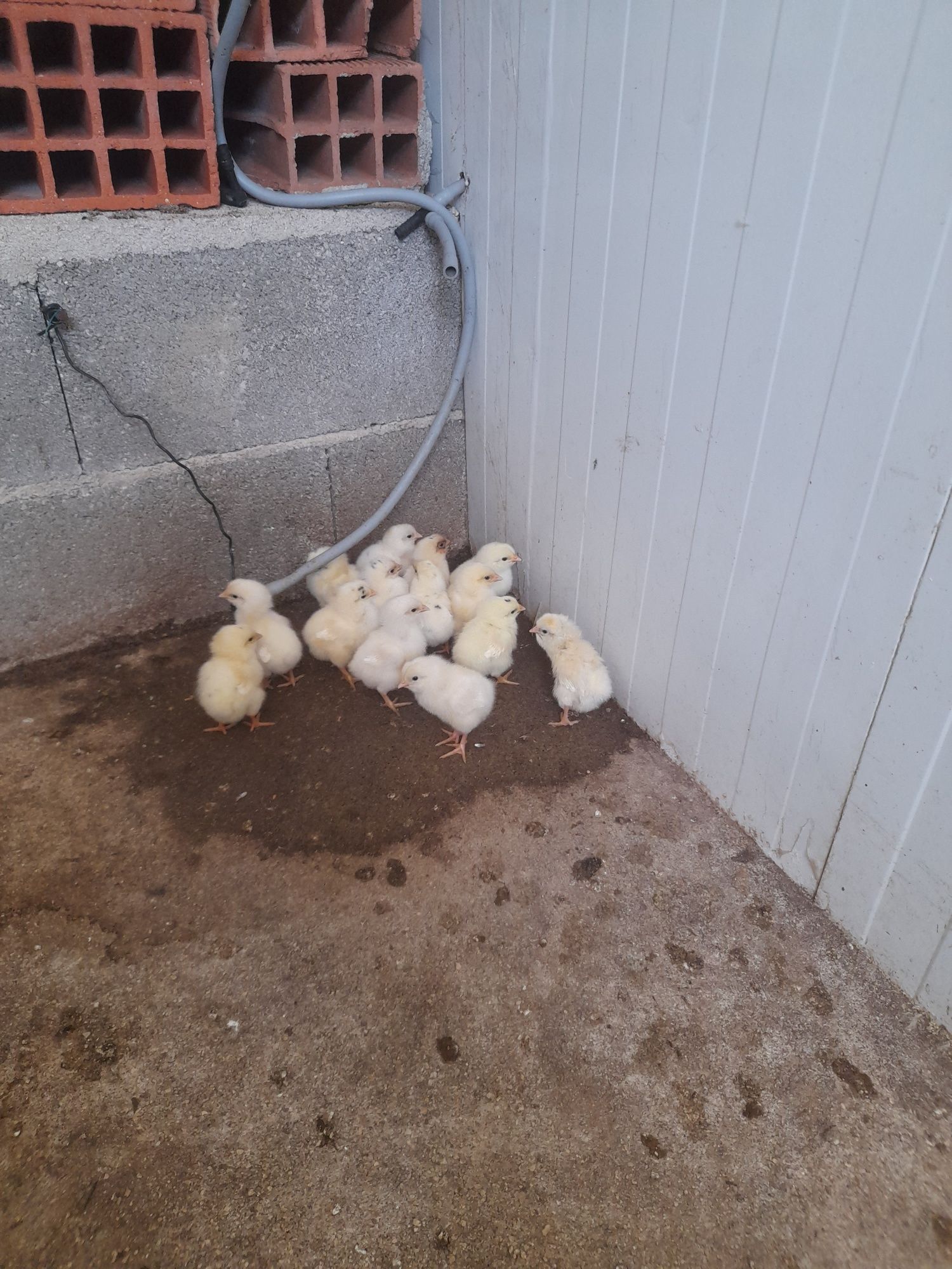 Ovos da Quinta caseiros