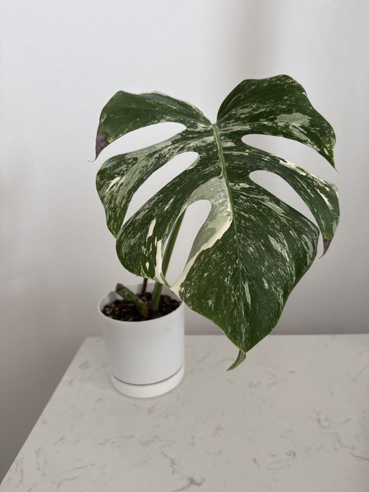 Monstera variegata ukorzeniona