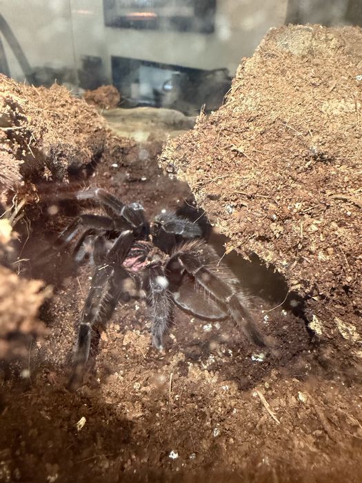 Xenesthis sp Bright 7 dc samica