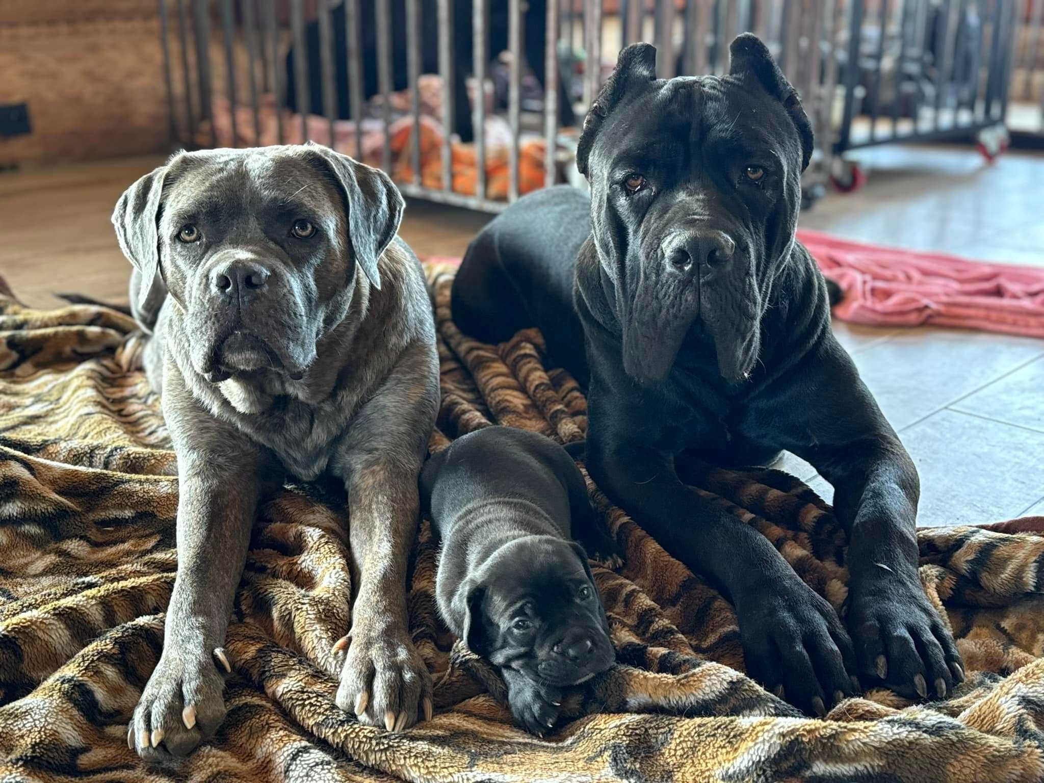 Zapowiedź miotu Cane Corso ZKwP/FCI - koniec czerwca 2025
