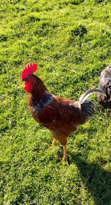 Kogut krzyżówka odmiany Włoszka i Rosa