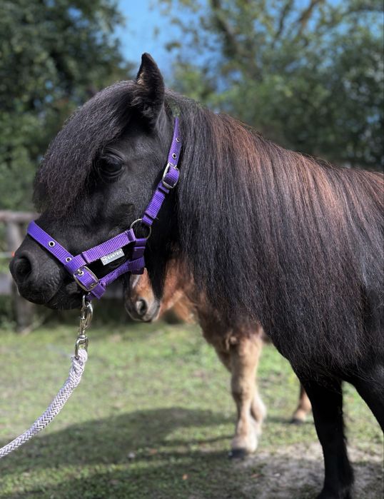 Klacz mini szetland 4-letnia kuc/kucyk