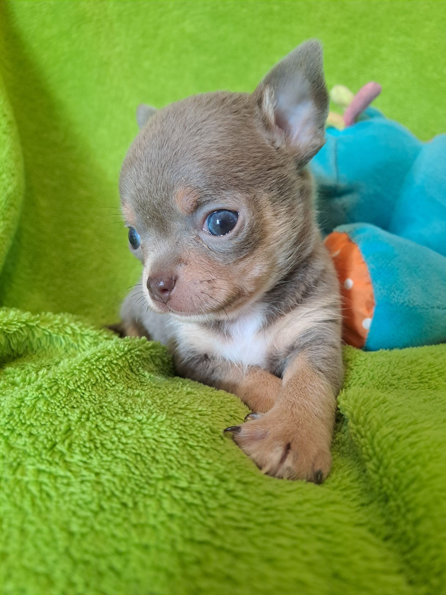 **MORIS** chihuahua piesek xs lilac & tan do rezerwacji