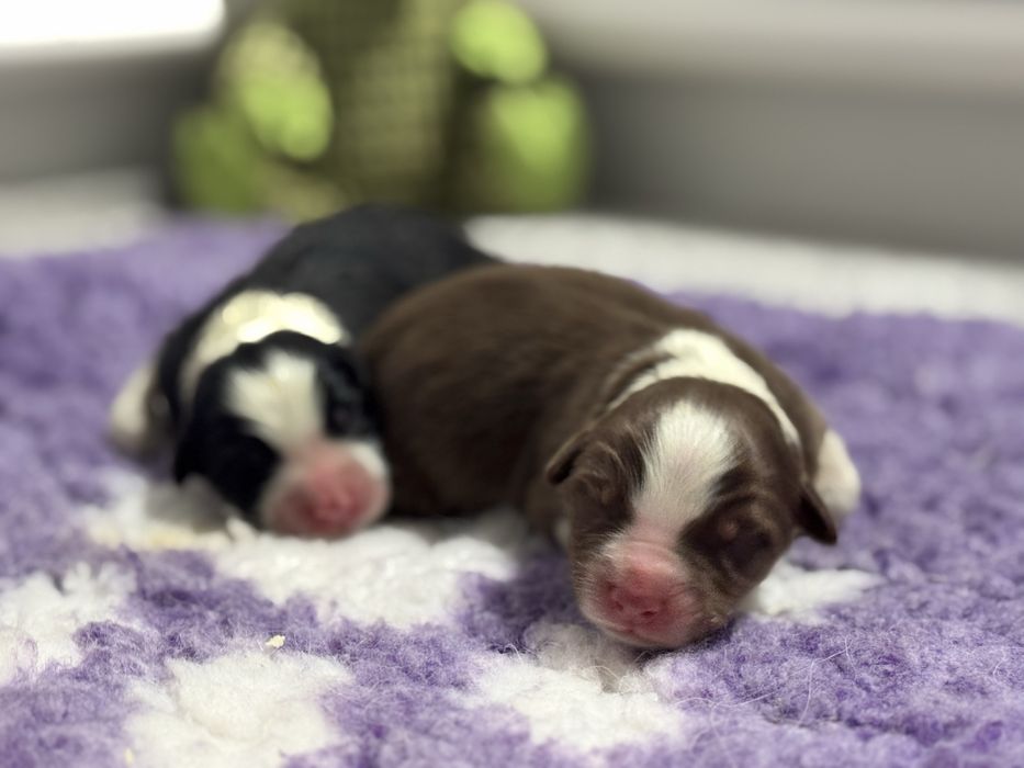 Owczarek Australijski Aussie piesek, odbiór w grudniu