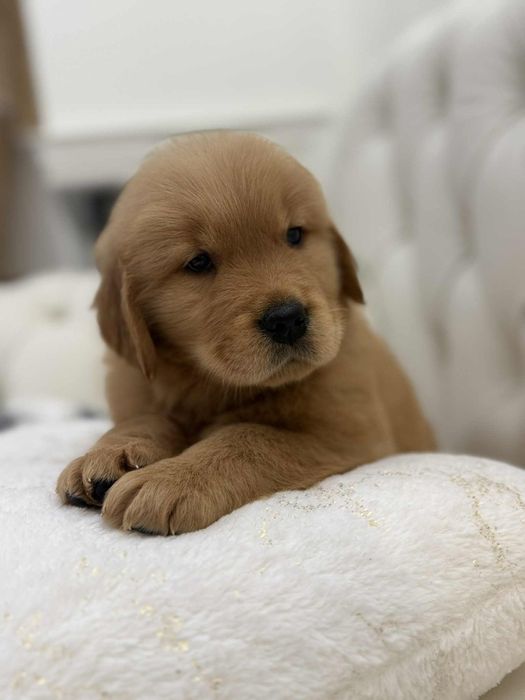 Golden Retriever Typ Amerykański ZKwP FCI