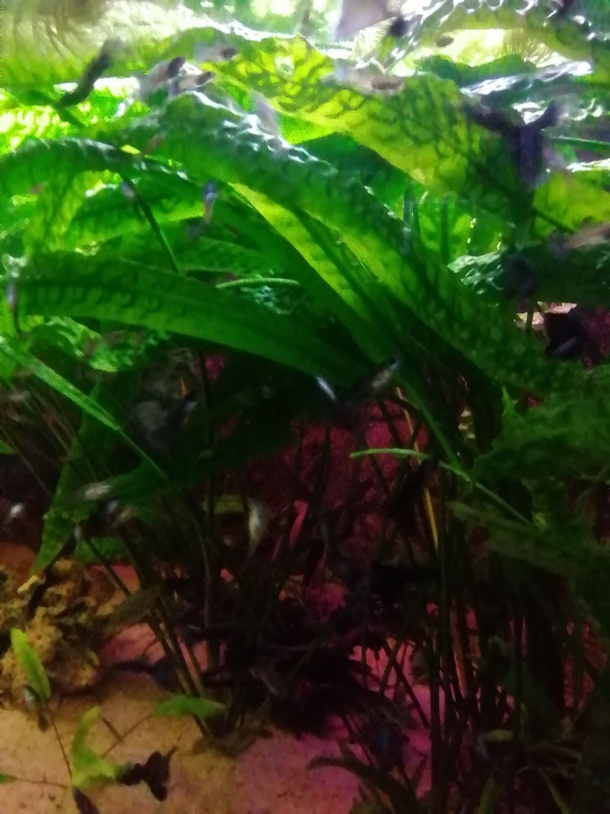 Kryptokoryna Cryptocoryna