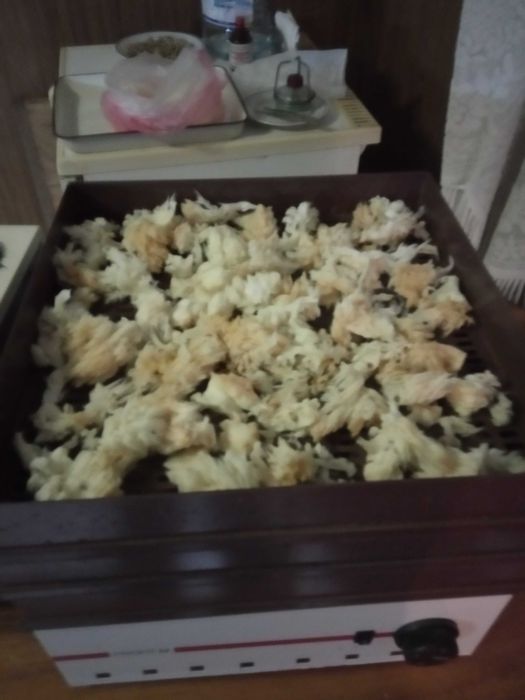 гриб Ежовик желтый