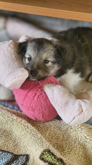 Suczka-Owczarek szetlandzki,sheltie.ZKwP o Częstochowa.