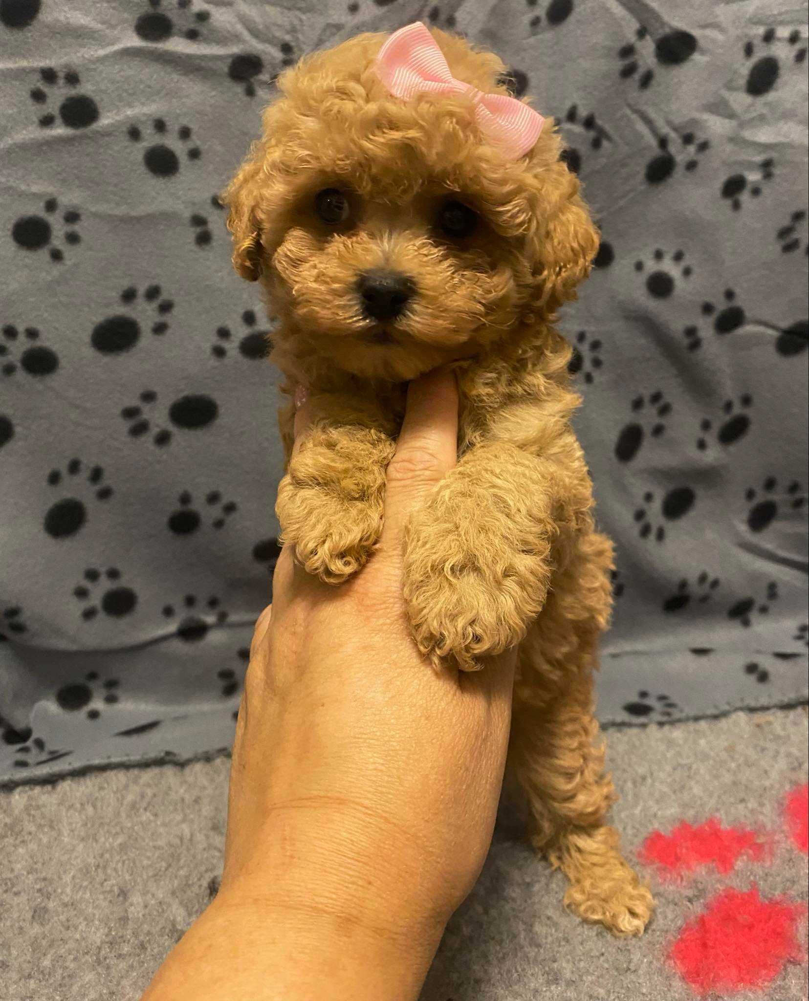 Bichpoo ,Bichon Frisse /Pudel TOY/Miniatura ,nie maltipoo . SUCZKA