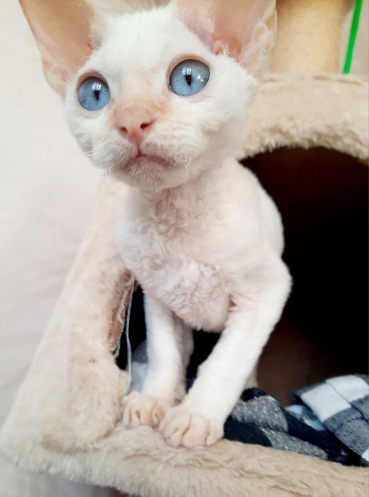 Девон рекс, киттен, черепашковая, беленькая, кремовая kitten