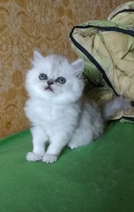 Котёнка серебристой шиншиллы белого