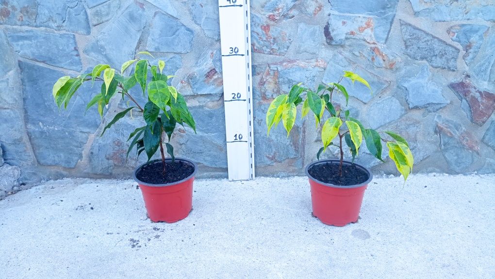 Ficus benjamina e goiabeira