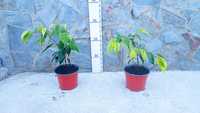 Planta ficus benjamina