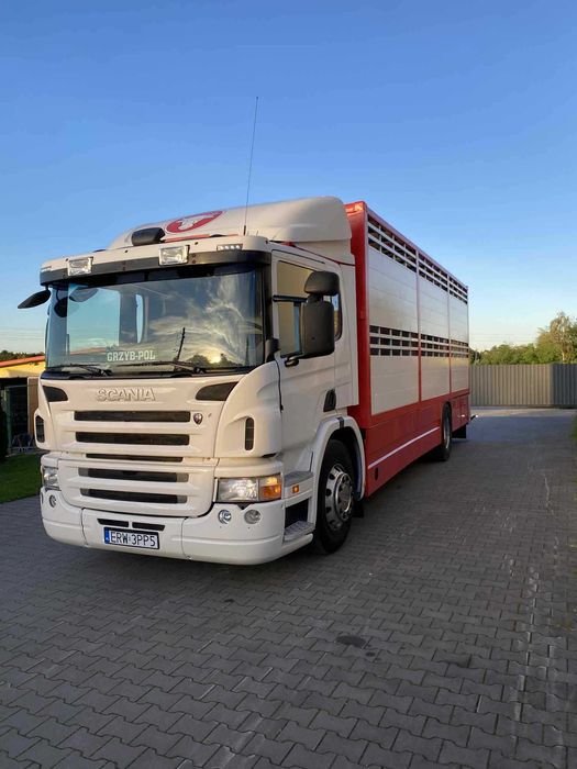 Scania p230 do przewozu zwierząt bydła żywca zabudowa waga