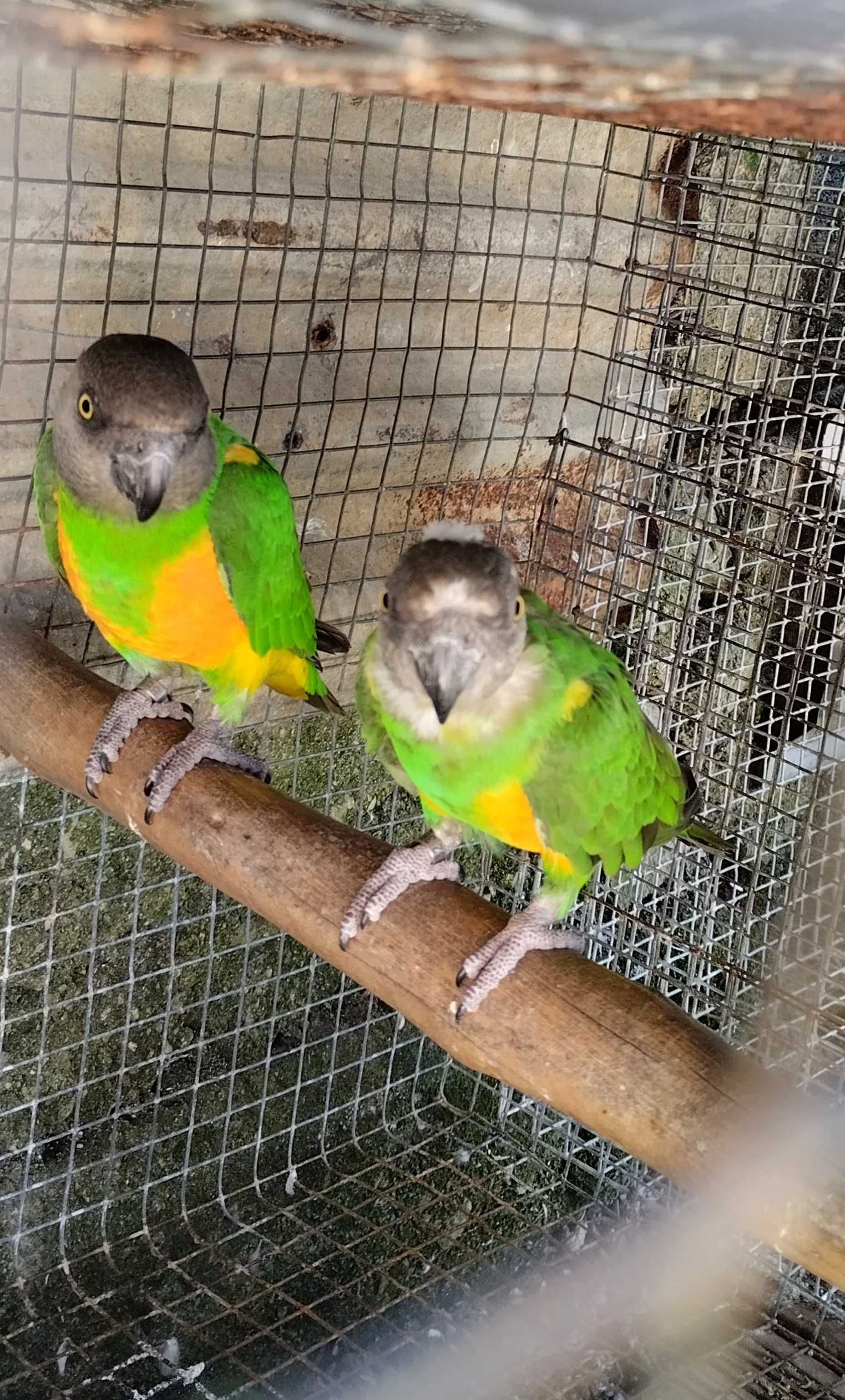 Casal de papagaios do Senegal adulto