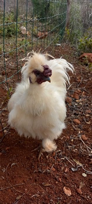 BRAHMA GALLO e sedosas