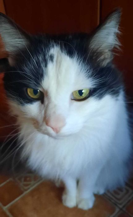 Пропал кот в районе автовокзала