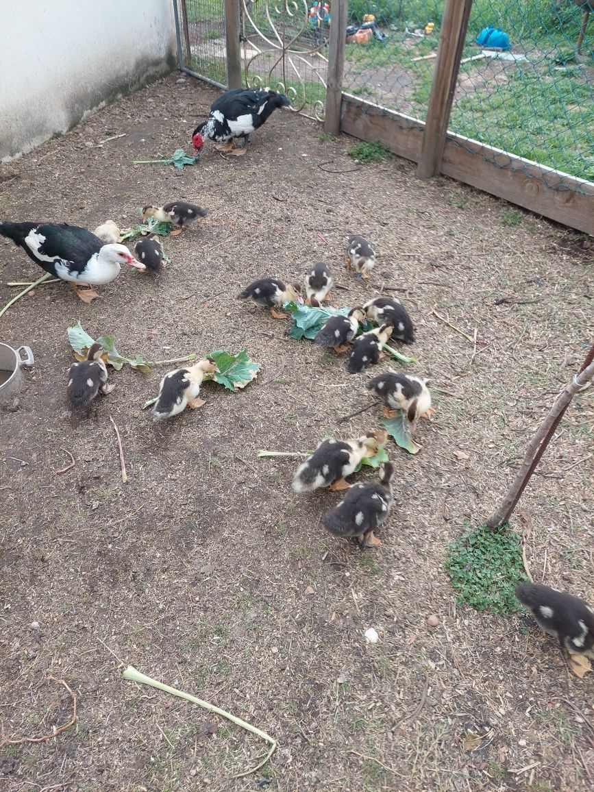 Vendo ou troco patos caseiros