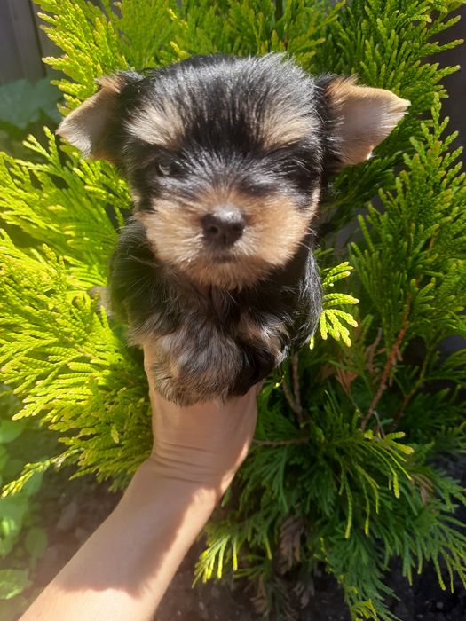 Ухтышки Одесские