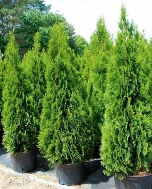 Promocja Tuje szmaragd 100-120cm 5l pojemnik