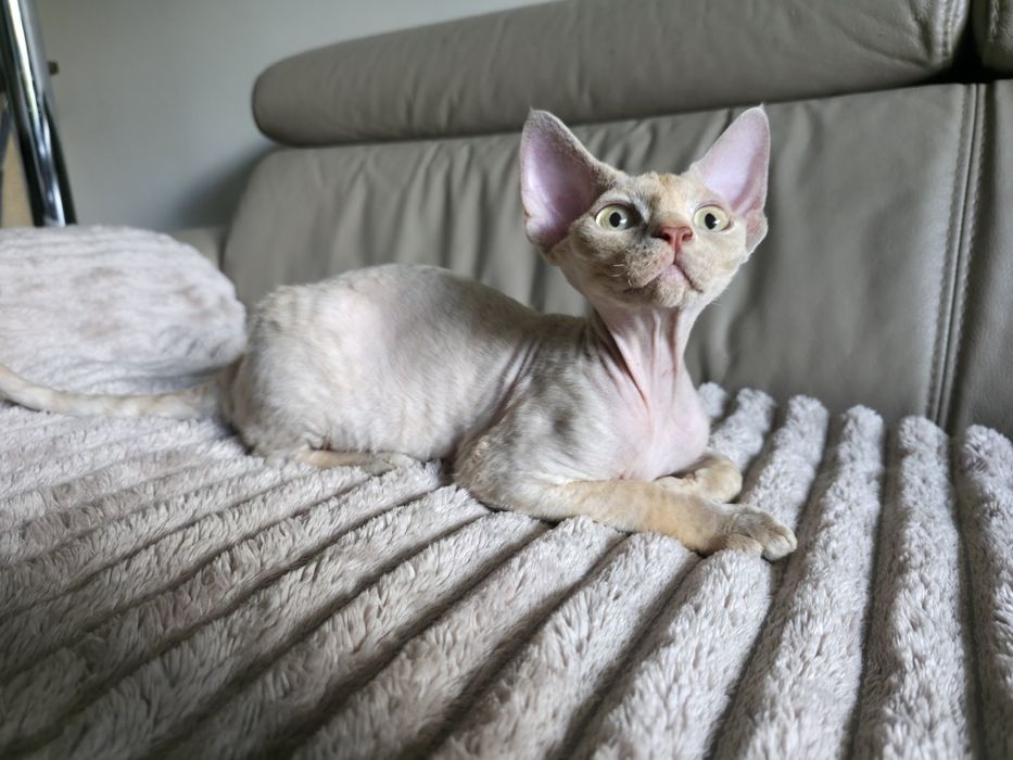 Devon Rex - Płowa szylkretka - dziewczynka - Gotowa do odbioru - Trójm