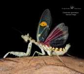 Creobroter gemmatus Modliszka kwiatowa Parki L4