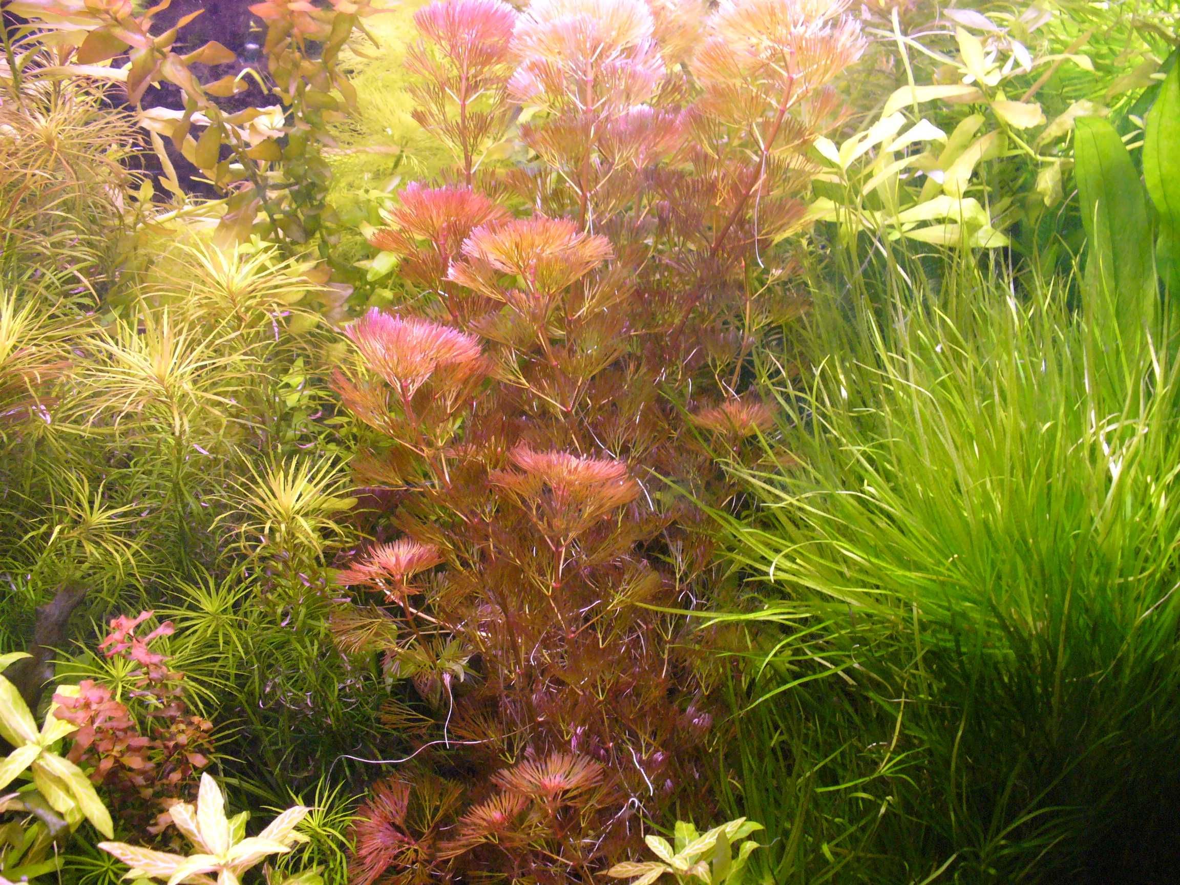 Cabomba czerwona-możliwe zestawy roślin