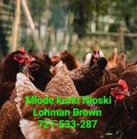 12-tyg Nioski Leghorn Lohman Brown Sandy Rosa