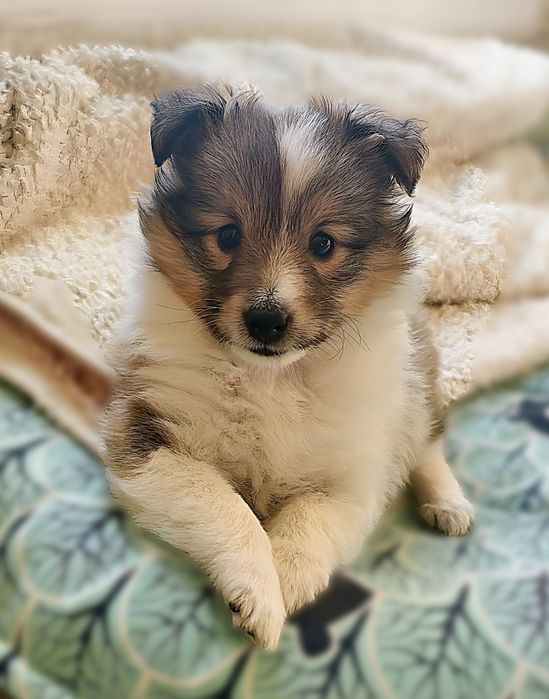 Suczka-Owczarek szetlandzki,sheltie.ZKwP o Częstochowa.