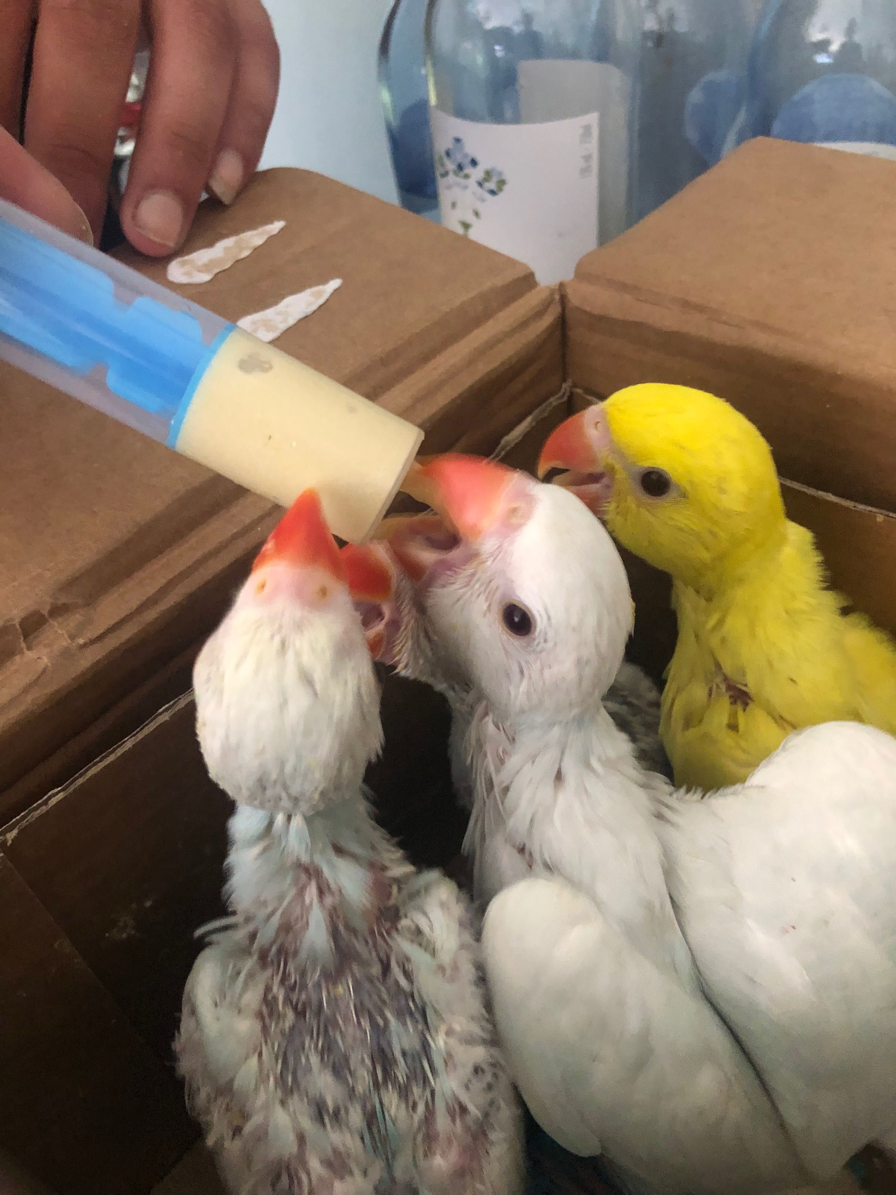 Ringneck/ Agapones criados a mão papa de criação