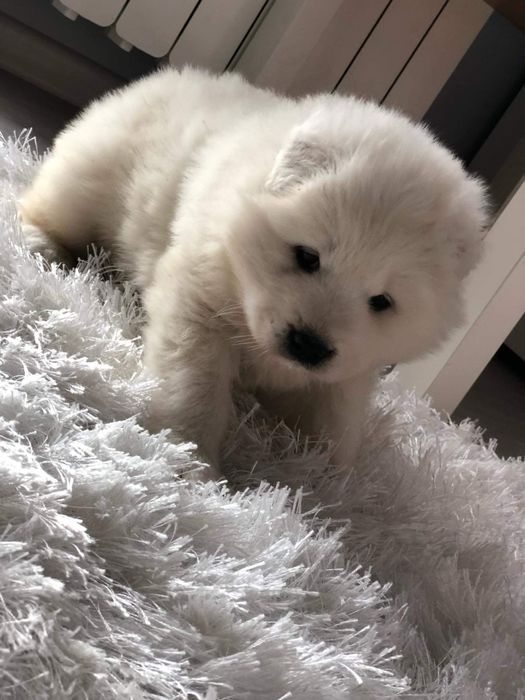 Samoyed Piękny Szczeniaczek