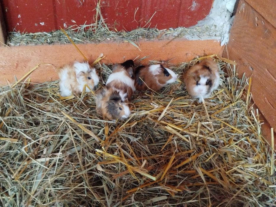 Świnki morskie różne