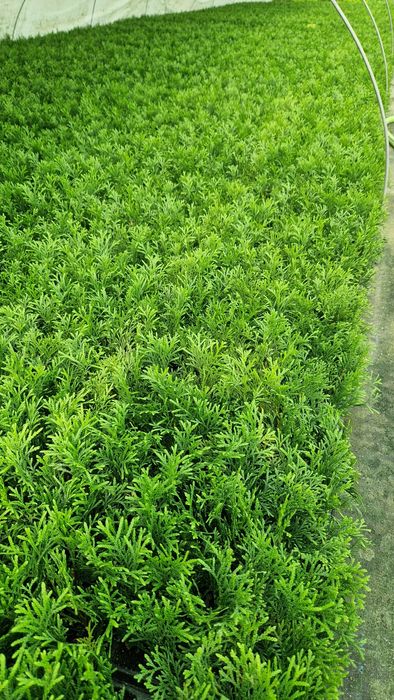 Tuja Szmaragd Sadzonka